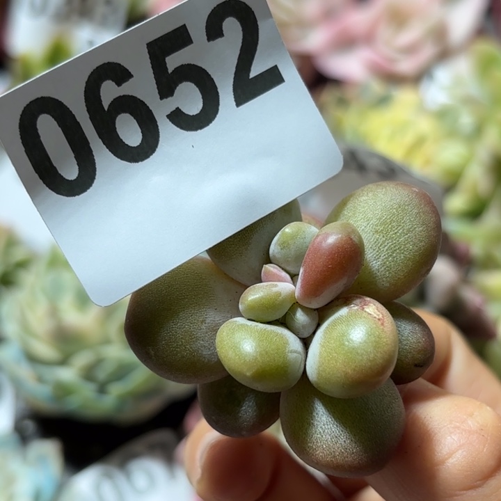 多肉植物满18包邮当场凑单