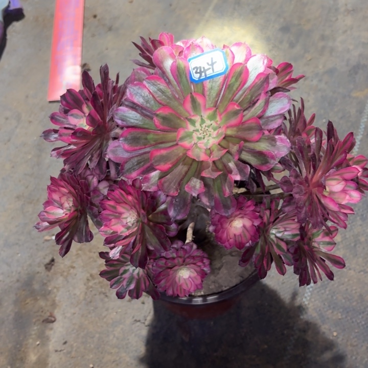 一物一拍红铜超白344