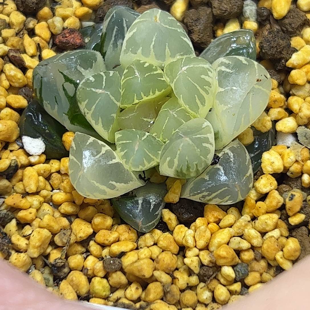 糊斑北极之光锦十二卷多肉