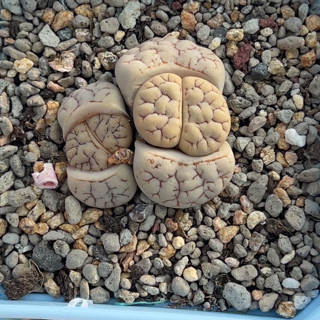 1355双头凹凸189母本