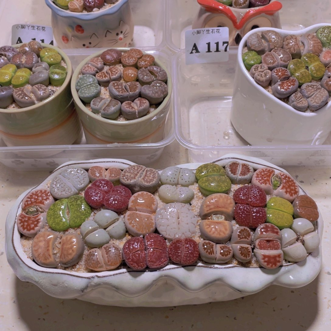 花生花盆大的。。。。。。。。。。