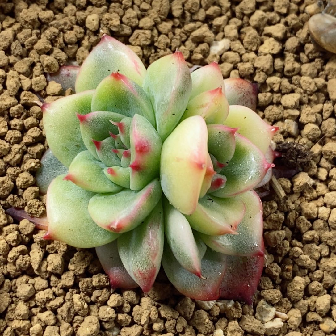 379佛洛瑞安娜锦 小方花圃一物一拍