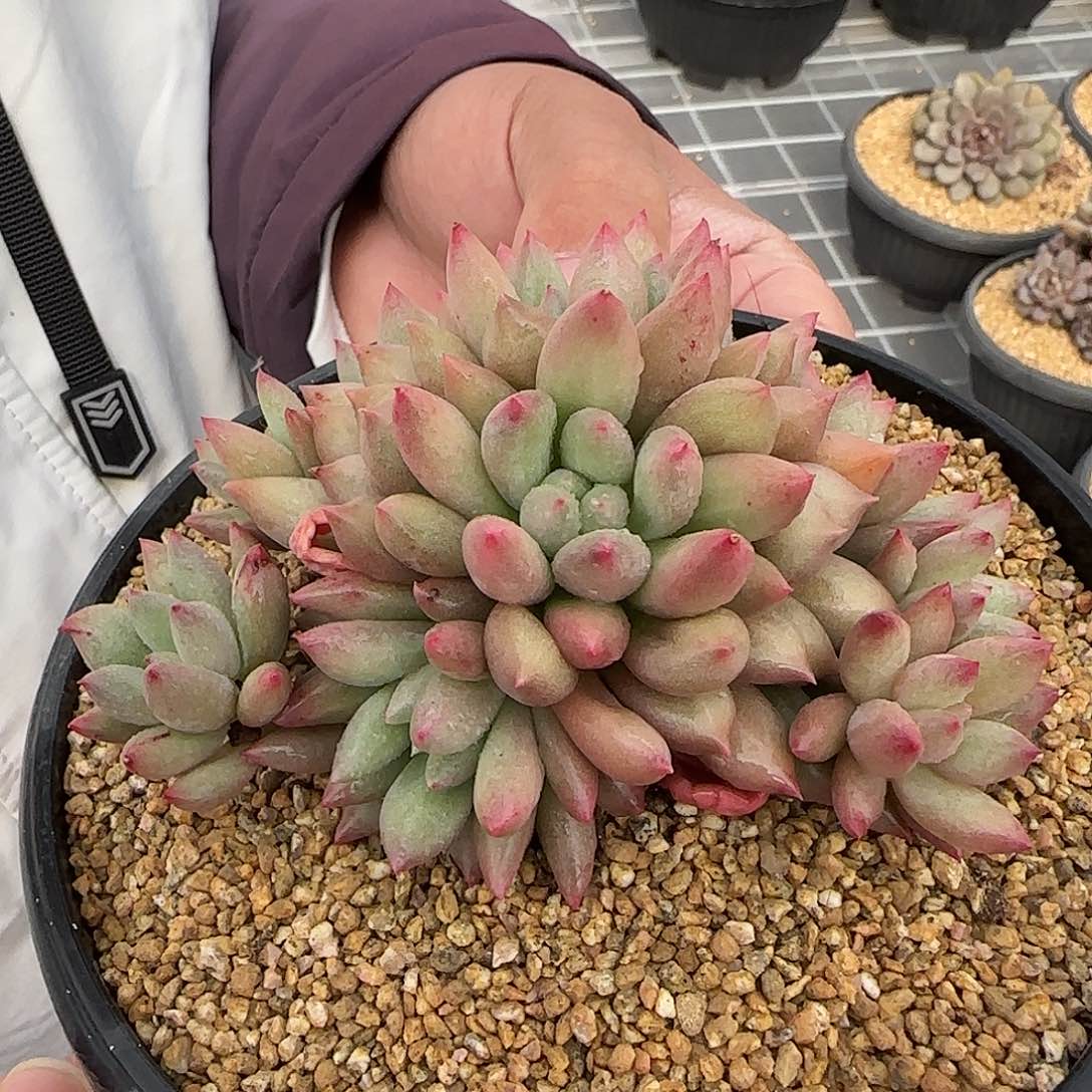 从前慢甄选多肉编号岩字