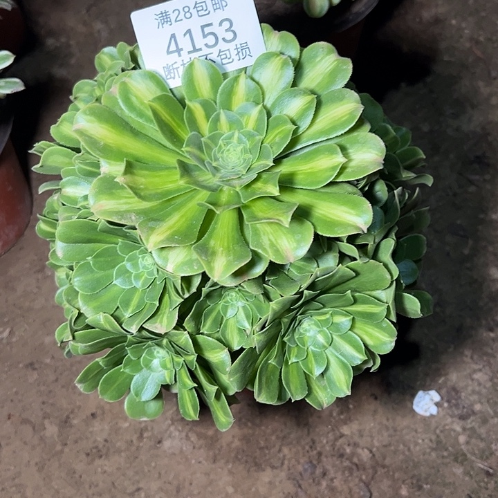 4153翡翠琉璃多肉植物