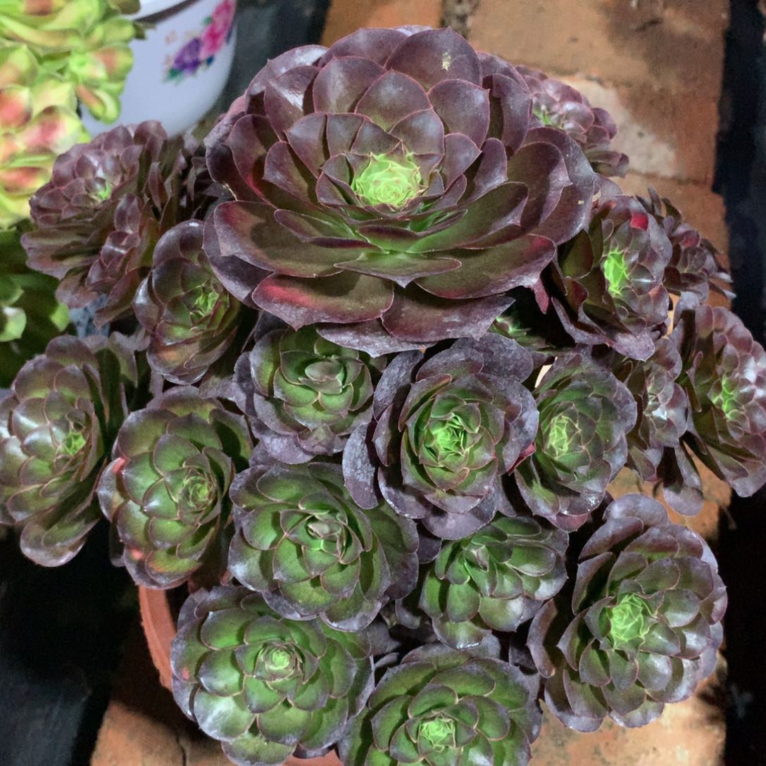 魅金玫瑰，多肉植物
