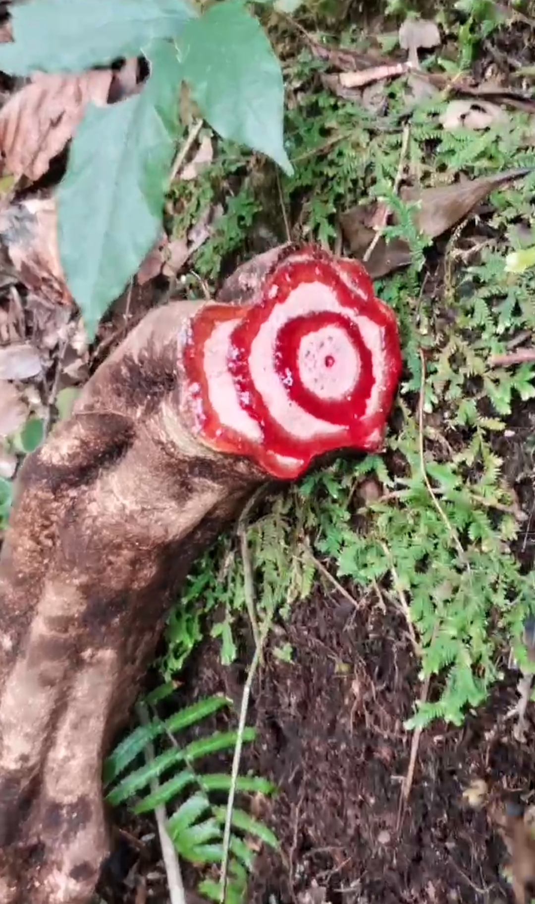 缅甸原始森林金血藤