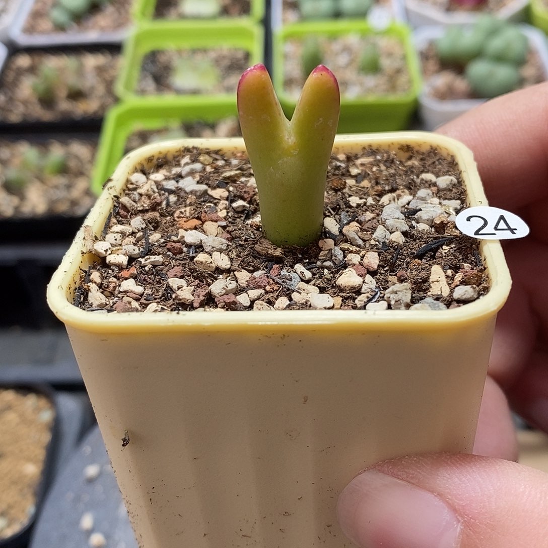 黄色比卡丘1.5厘米多肉植物24号