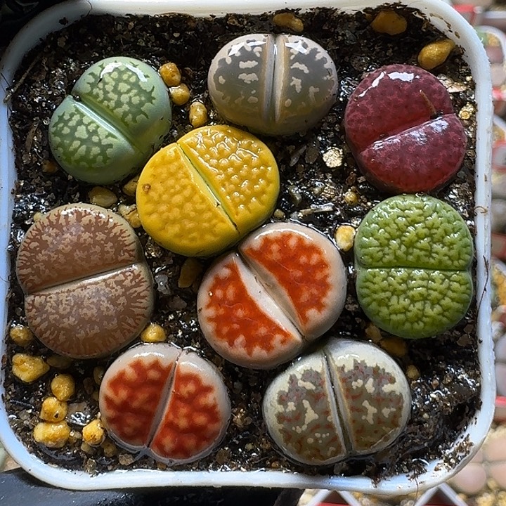 生石花1111111。   111