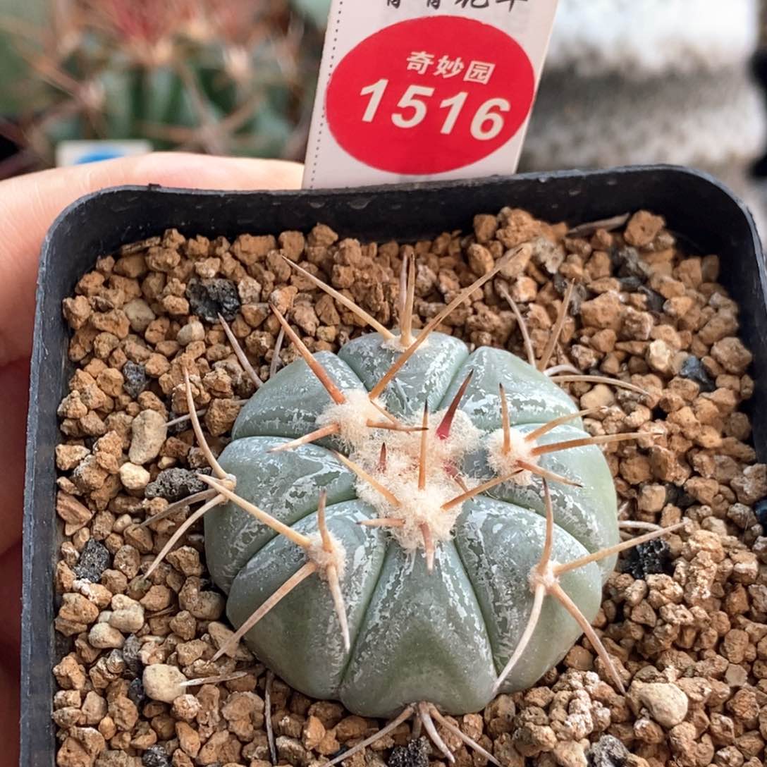 实生尖红平丸3.7cm
