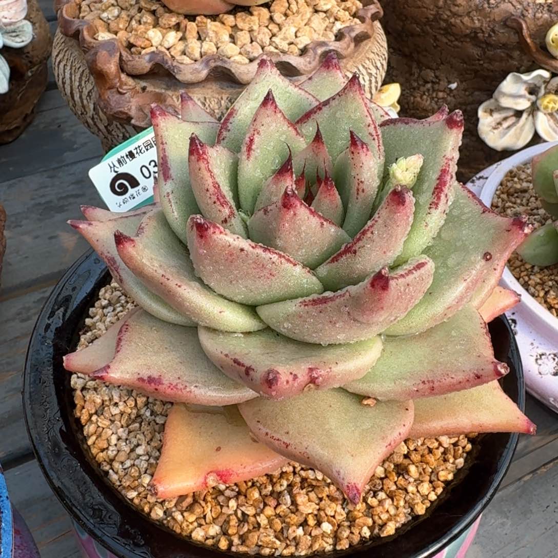 从前慢多肉精选编号0313.454