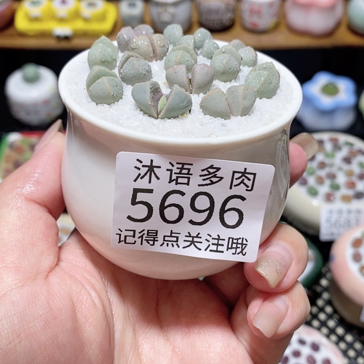 带盆土植物 一物一拍5696
