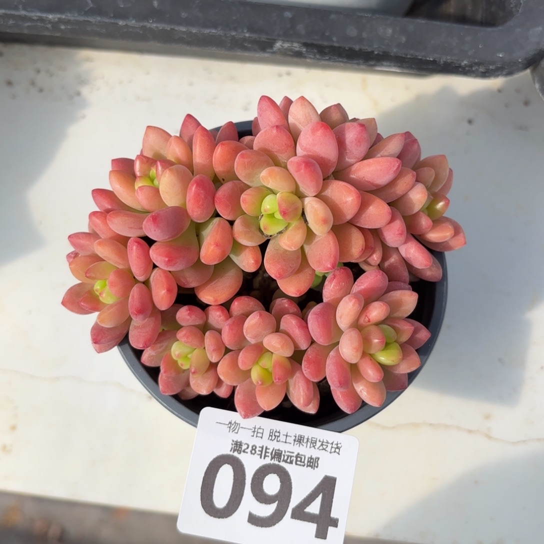 香格里拉无盆土发货