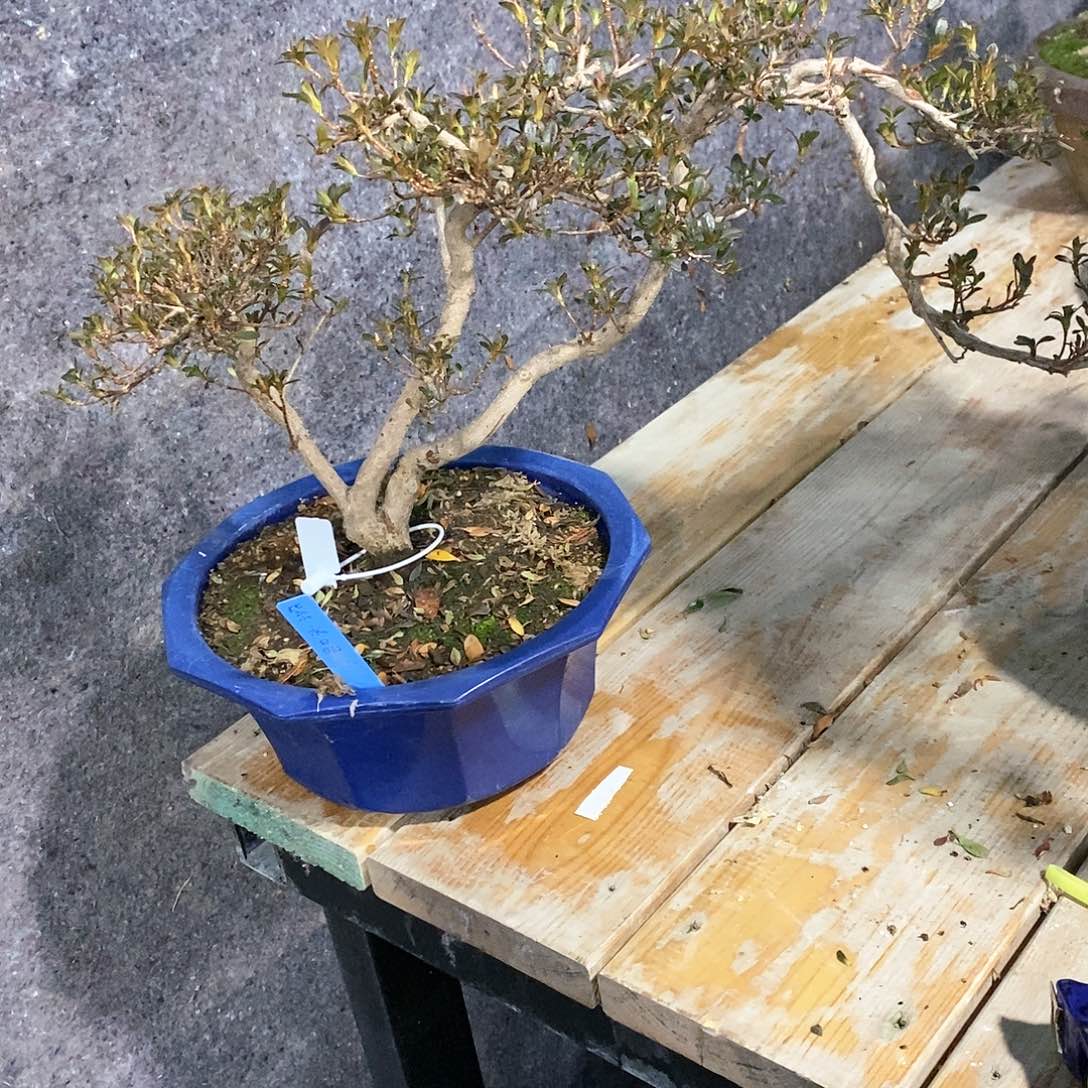 红陶乾*杜鹃花，紫水晶