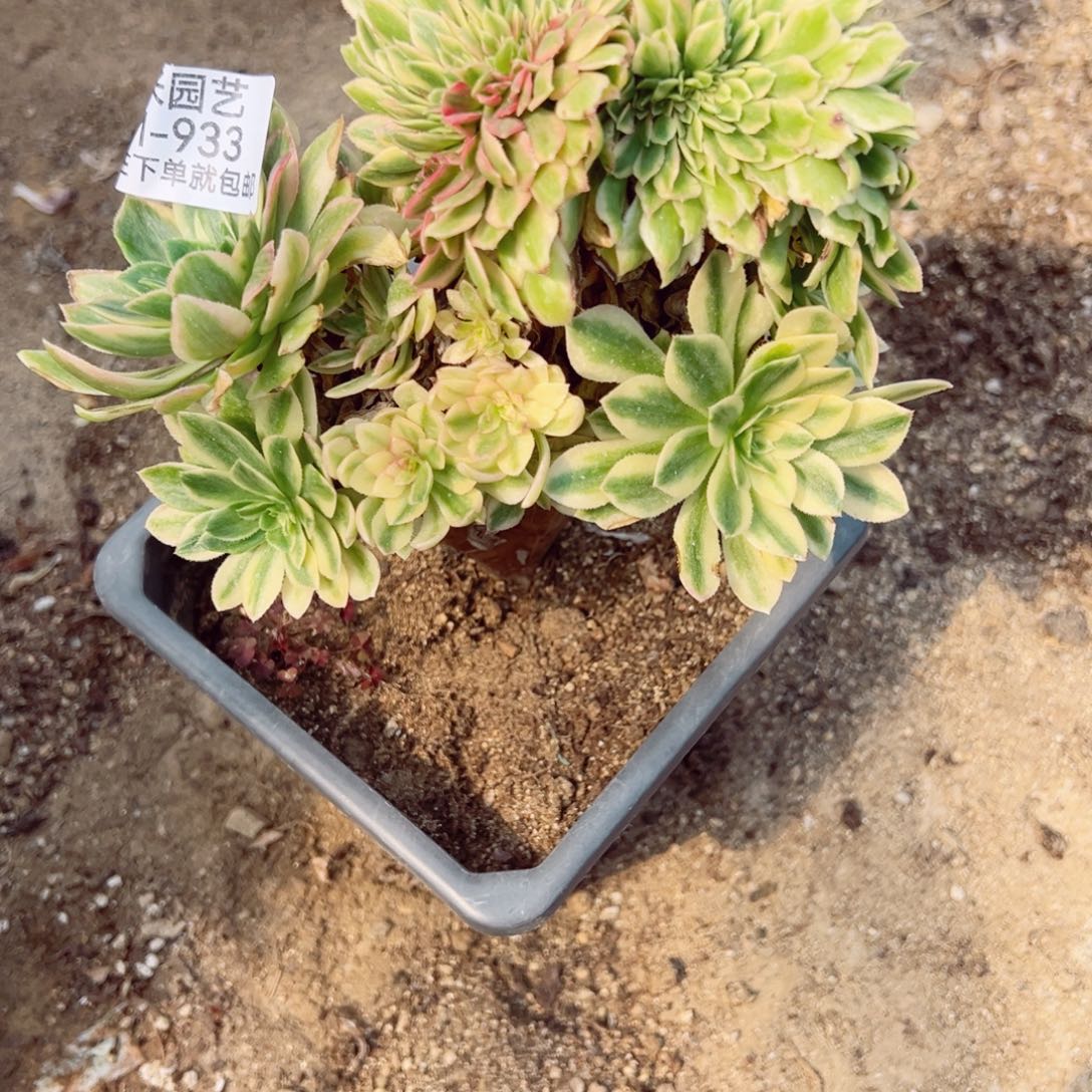 碧玉多肉植物933