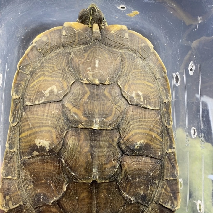 巴西彩龟母66666666