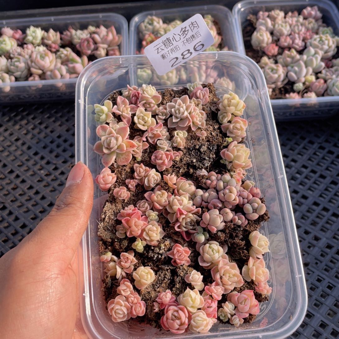 云糖心多肉植物286