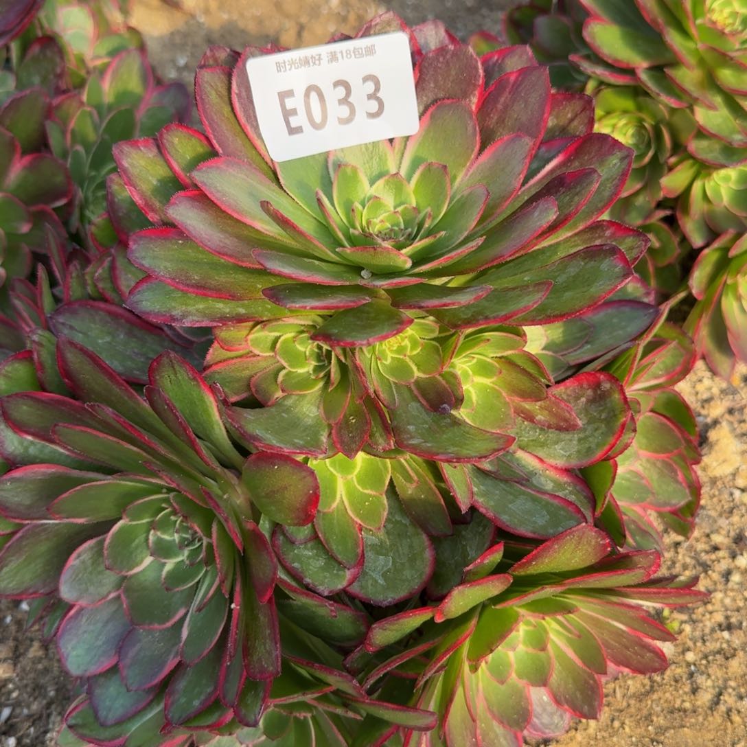 033粉花妖。多肉植物