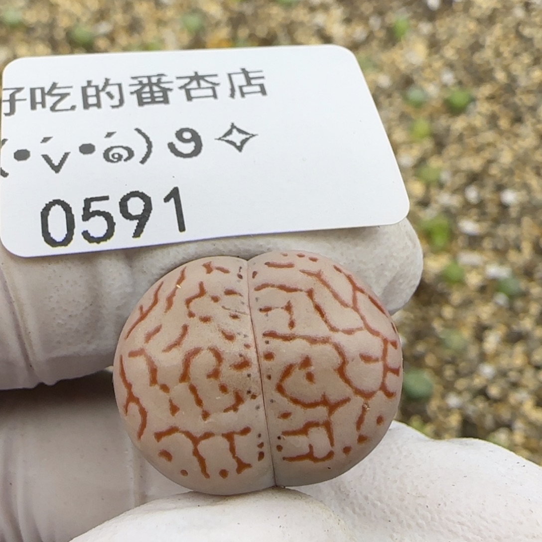 0591。默认脱土。18包邮。偏远88包邮