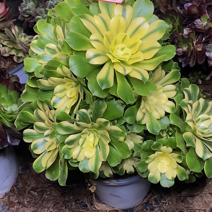 新尼亚老桩捧花812号