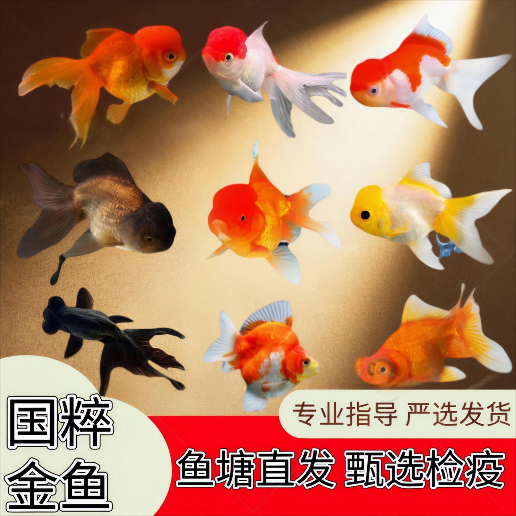 【混搭金鱼】新手好养黄金尺寸国粹冷水观赏金鱼随机16条5-9cm包邮
