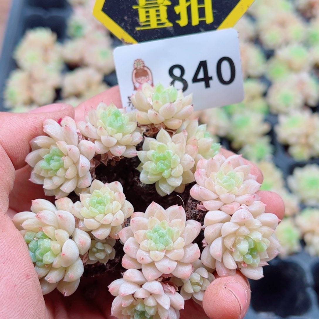 多肉植物多肉植物