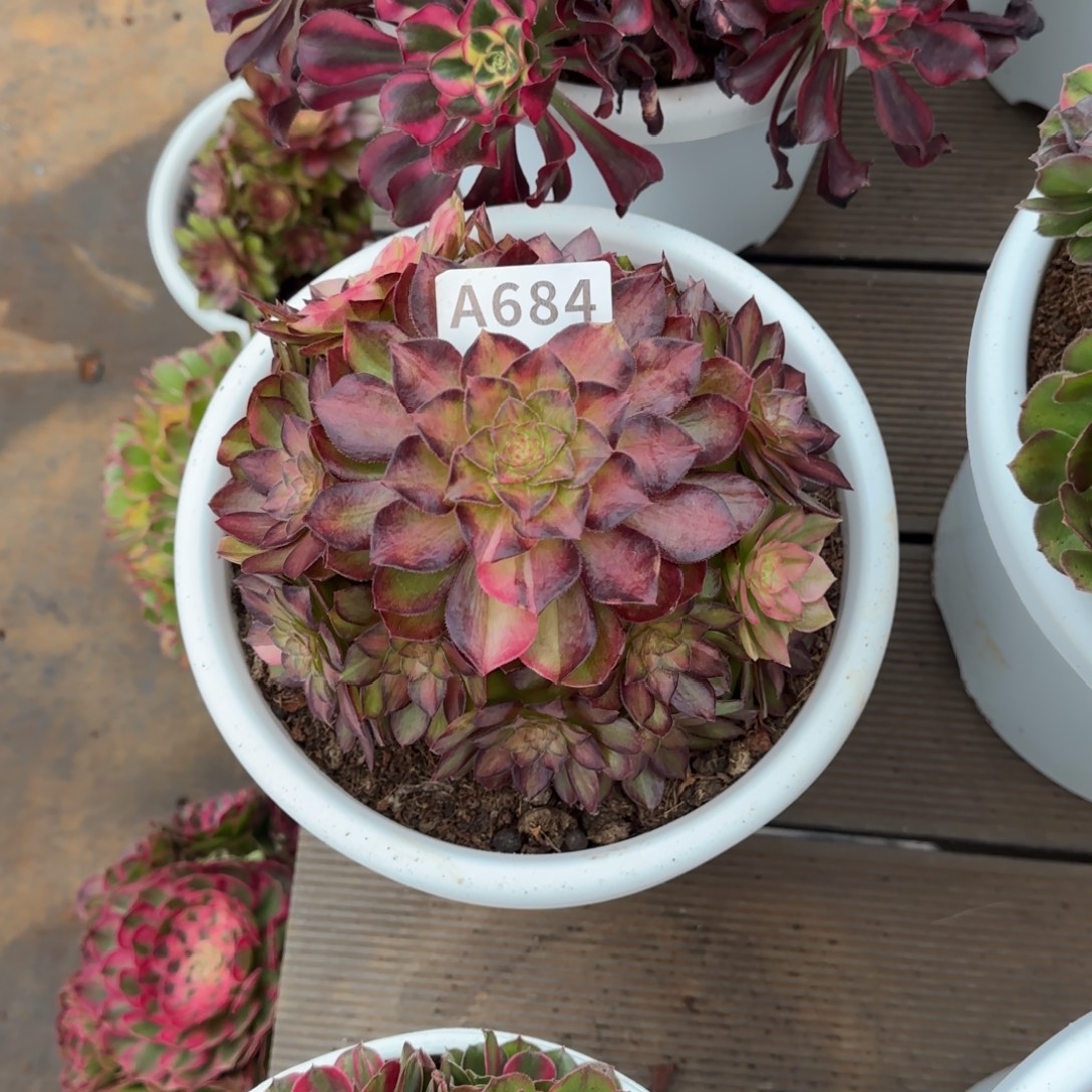 684光影实生脱土发货