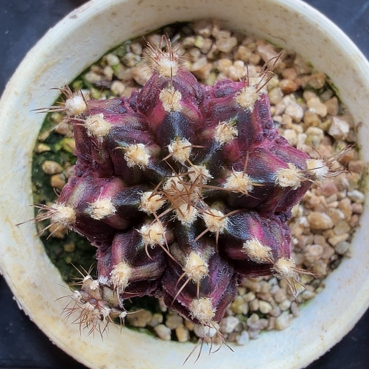 当前无花朵，栽培后可花朵