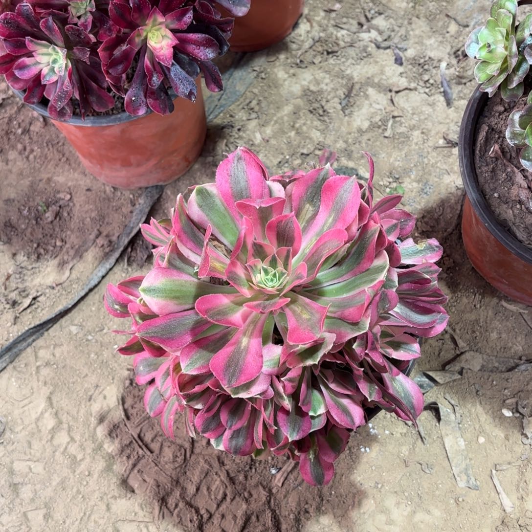 粉女巫9.9多肉植物