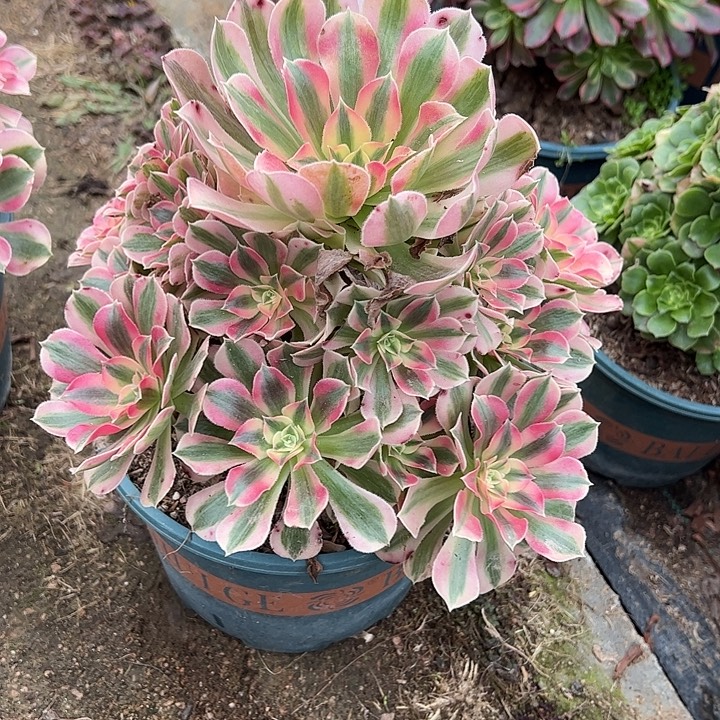 秋***云0555女巫多肉植物