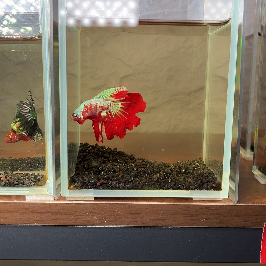 斗鱼彩金半月公鱼