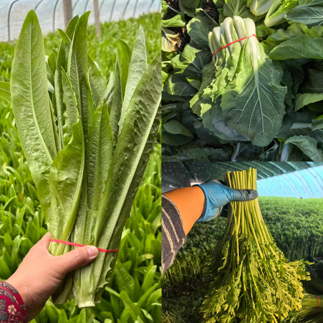 天津本地蔬菜三拼（油麦菜 快菜 茼蒿 ） 现拔现发 顺丰包邮