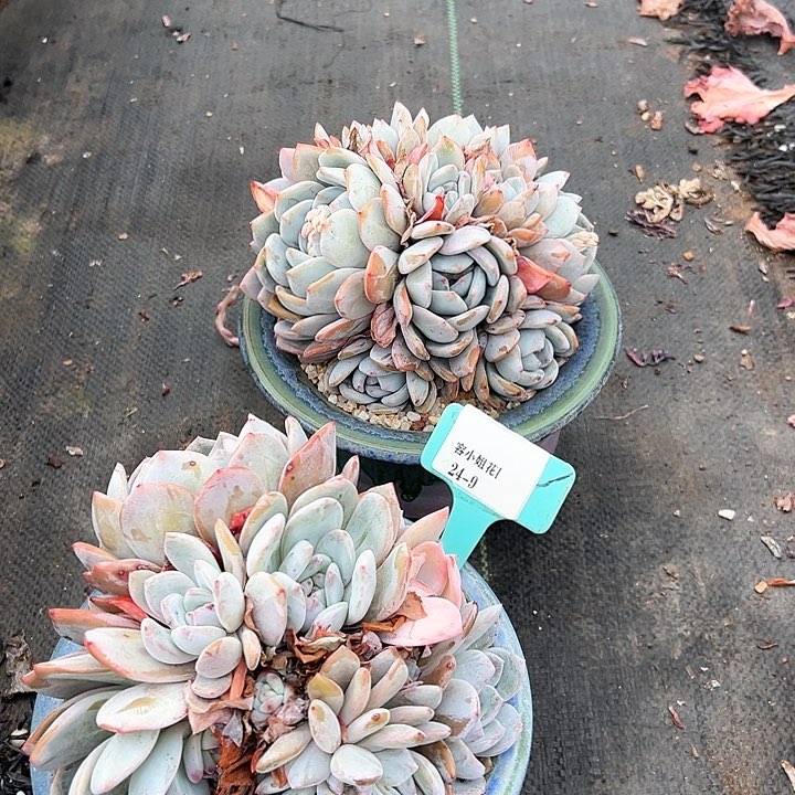 24.9石榴一个脱土