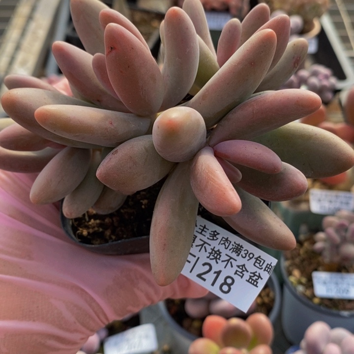 糖果美人9cm218多肉植物