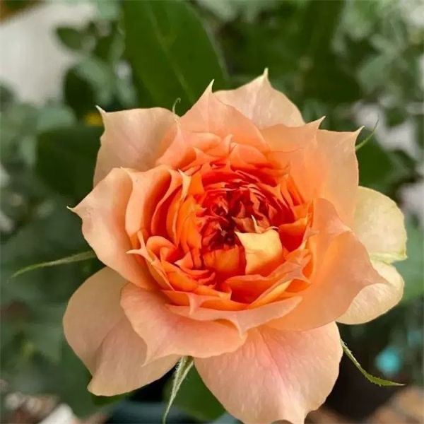 南瓜灯笼 月季扦插花苗灌木勤花抗病耐热长势强橙黄复色玫瑰花