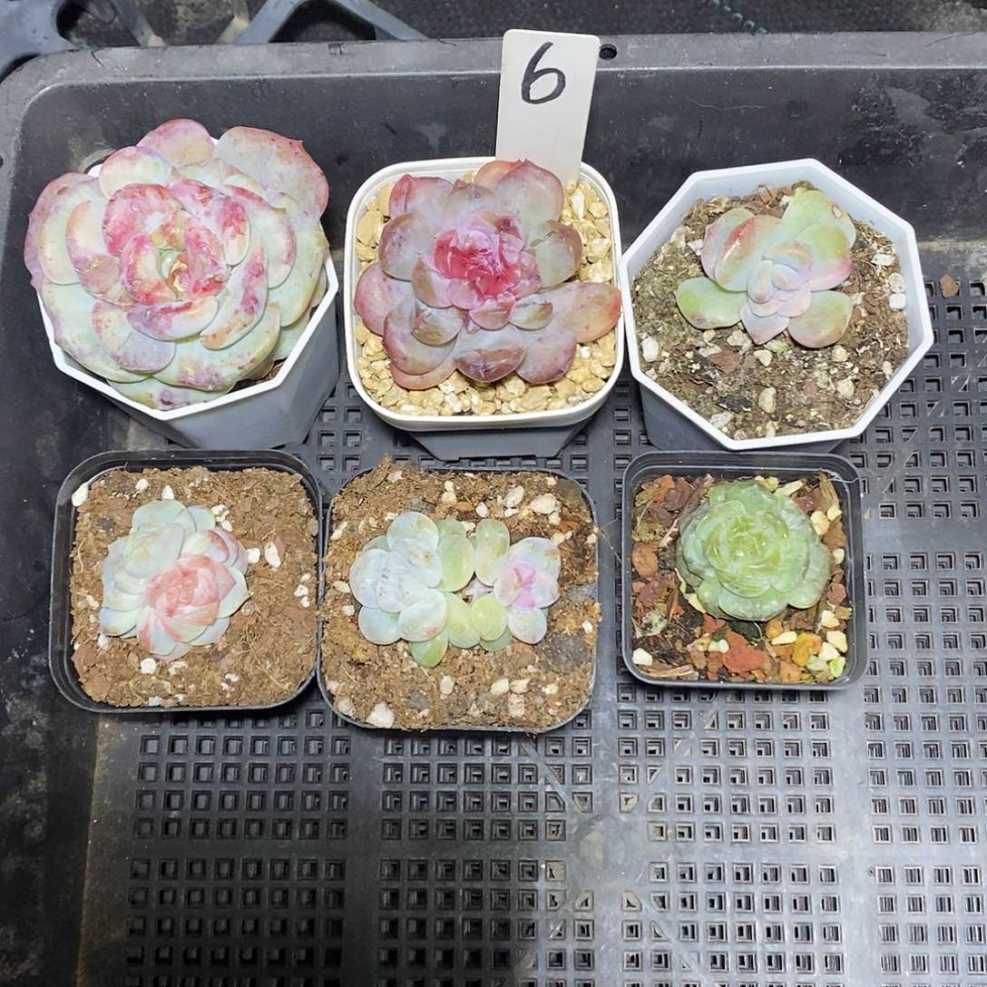 岁***余6号一筐6颗石化多肉植物