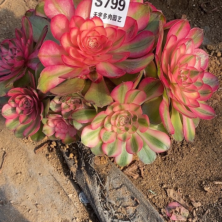 多肉植物荔枝799多肉