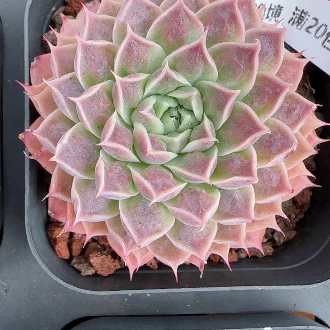 花语逸境0113-126翡翠月影