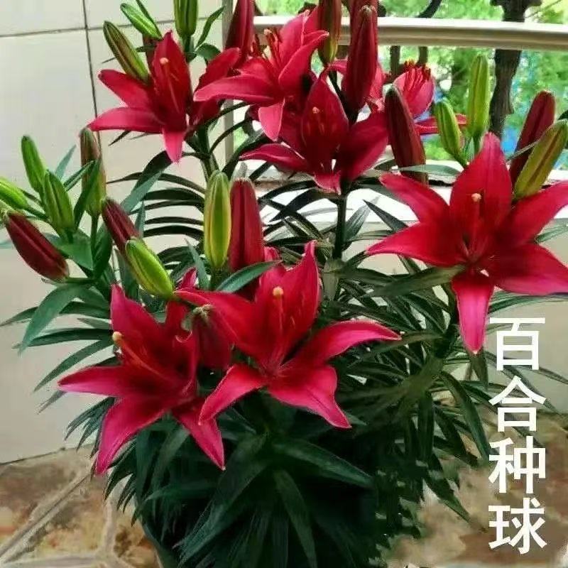 香水百合种球四季种植盆栽室内阳台花卉绿植花苞耐寒耐热亚洲百合