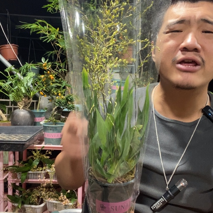 @***光以实际为准盆景绿植盆栽97