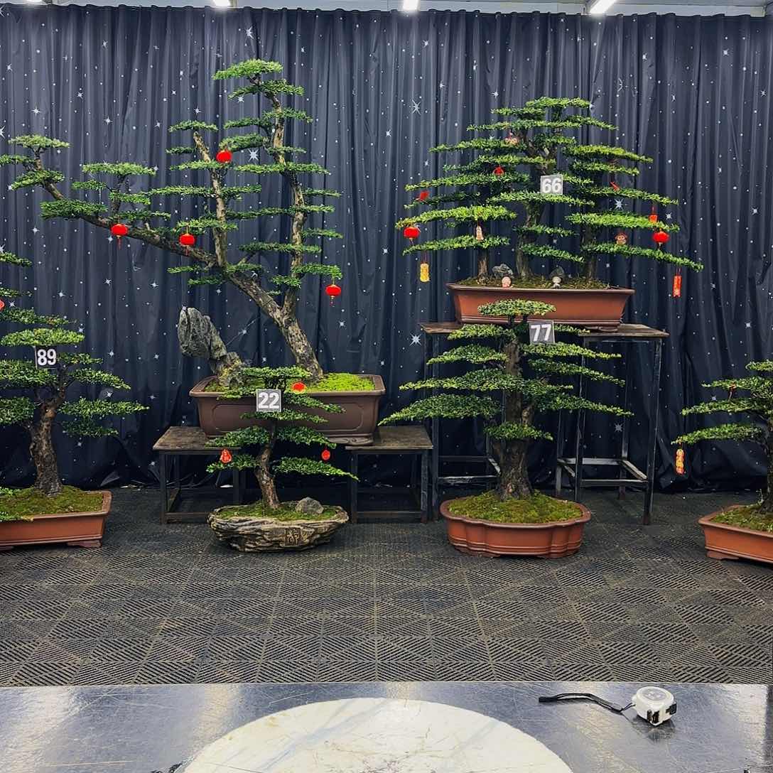 松树柏树造型盆景