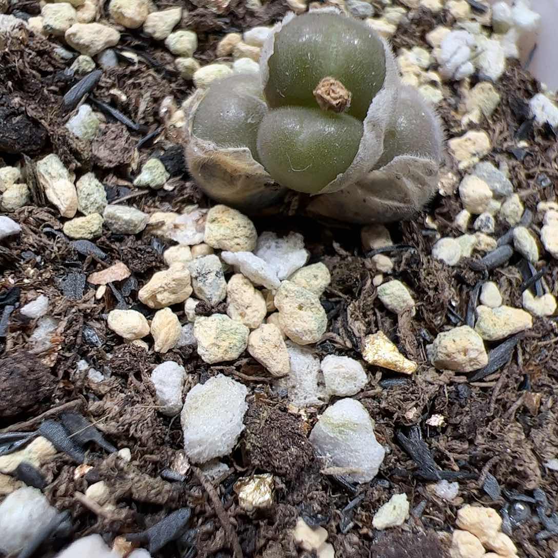 【闪购商品】248 D毛球