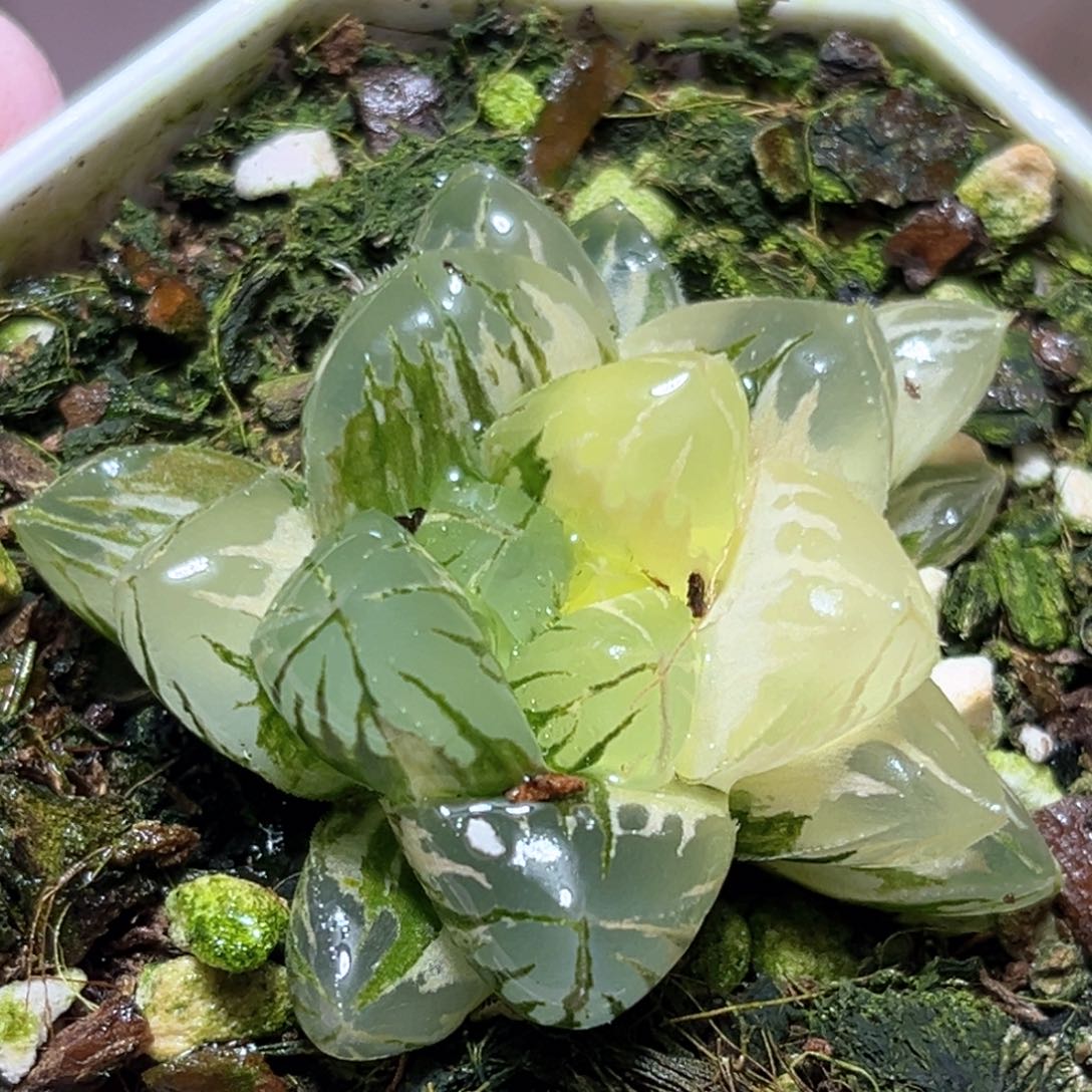 恭喜发财大吉大利129