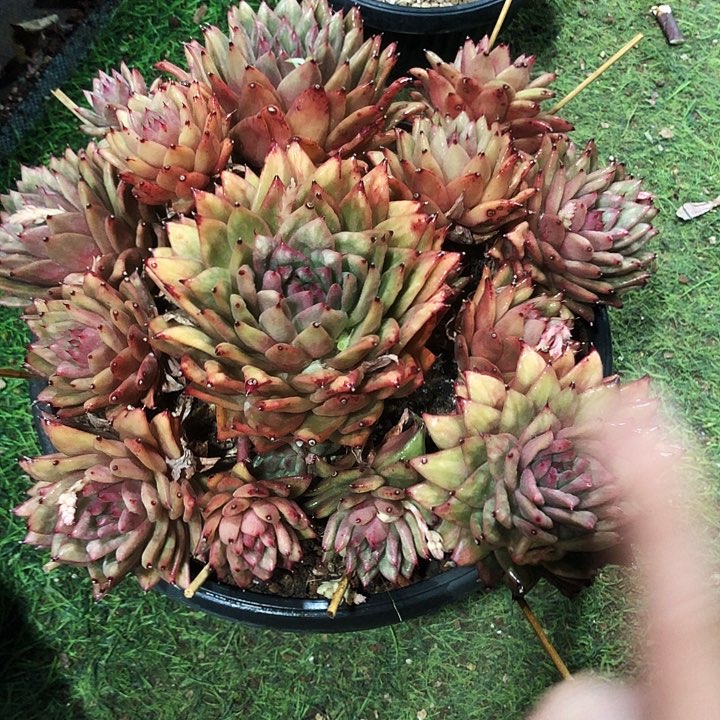 凸起玛丽亚捧花多肉植物