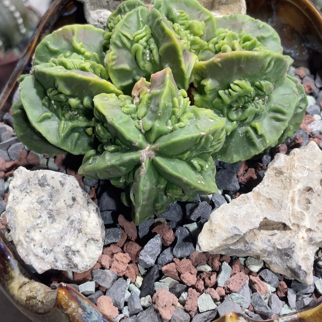 K***姐实生根紫皮四头核桃鸾凤玉，换红盆，黑金石