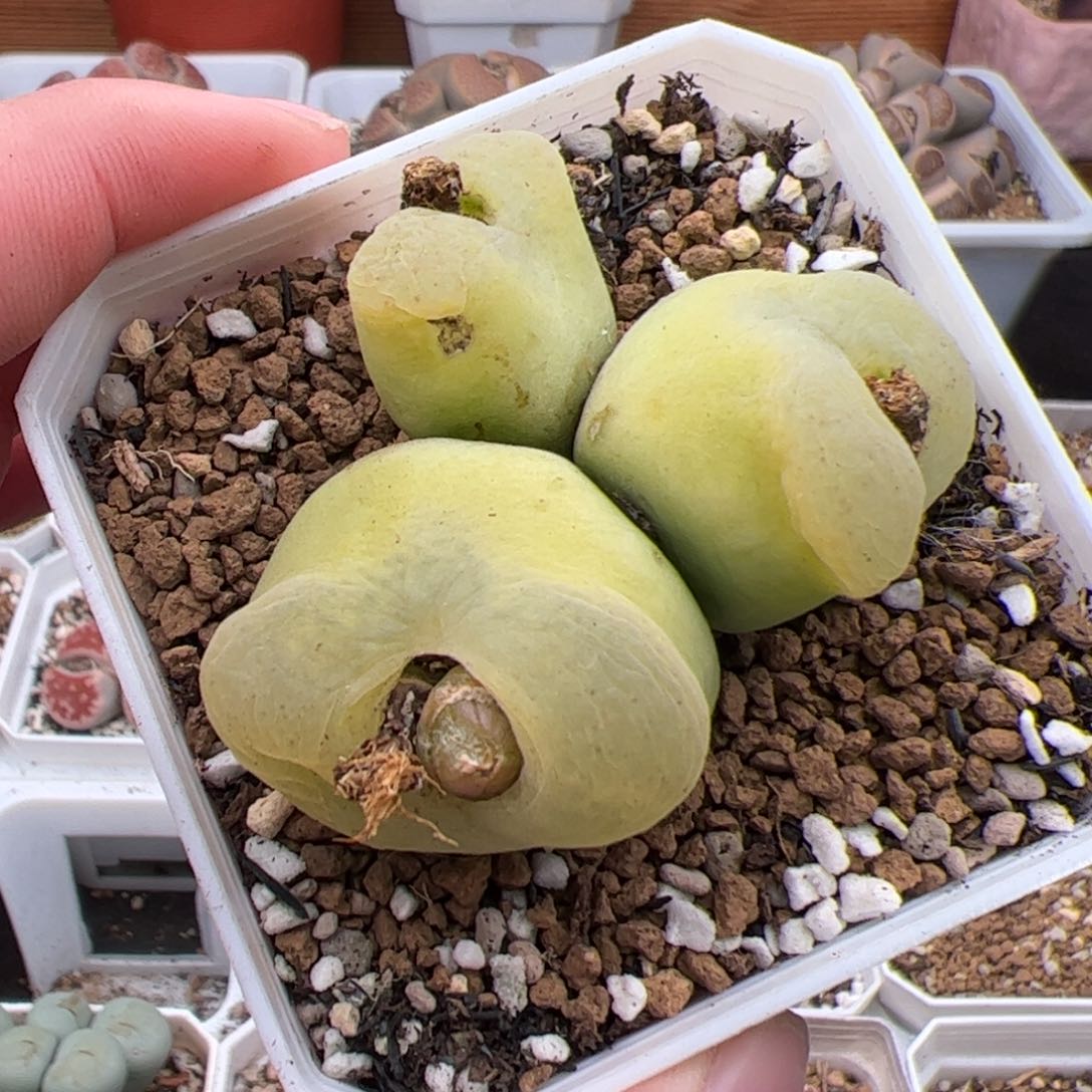 0279号毛奶奶 多肉植物