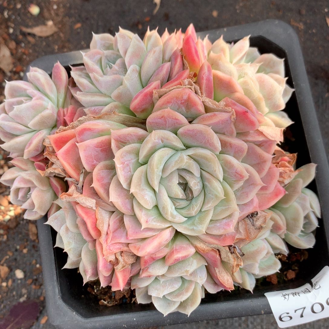 6709不包整散掉头不售后