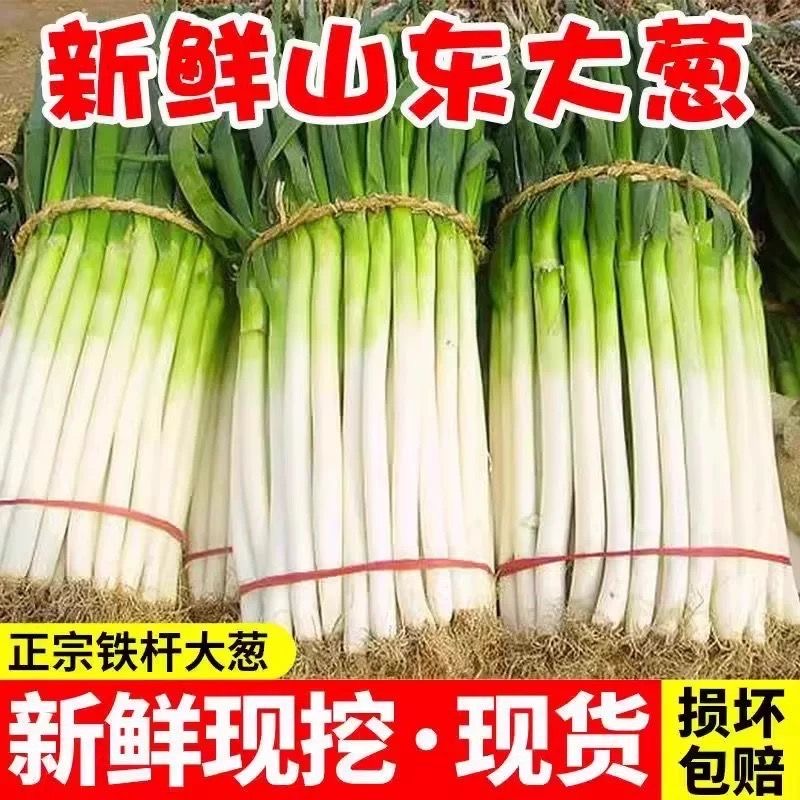 正宗山东铁杆大葱农家现挖现发商场品质去半叶