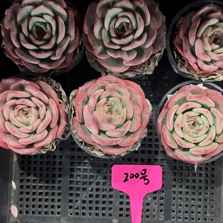 飞***天200号框。   福利多多