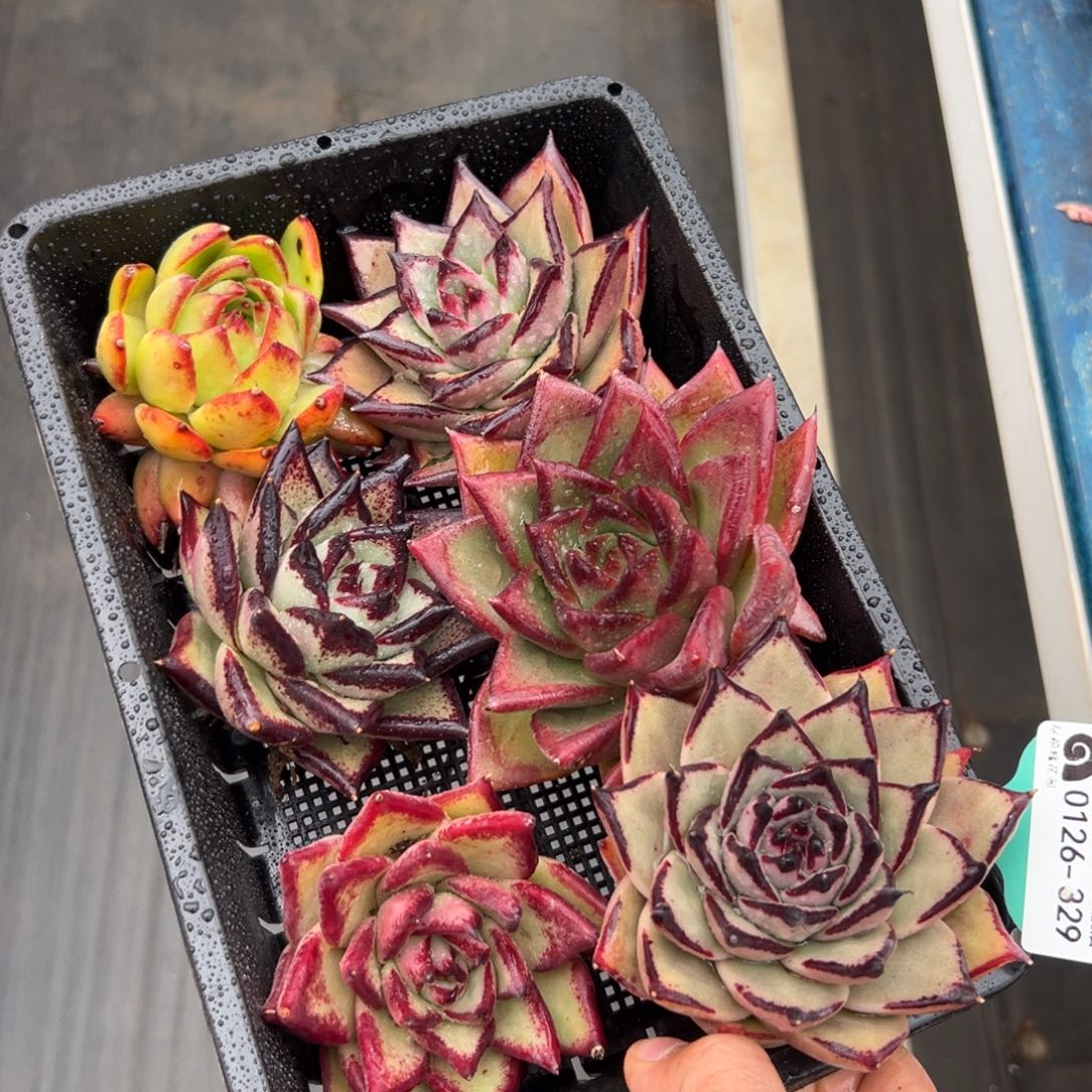 多肉一物一拍0126-392