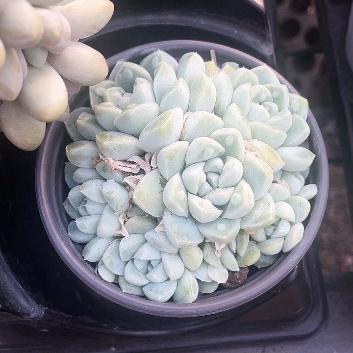 冰玉遛25一盆一物一拍